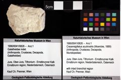 Foto (Objket + Etiketten) von Cracensigillatus acutirostris (Moericke, 1889) 